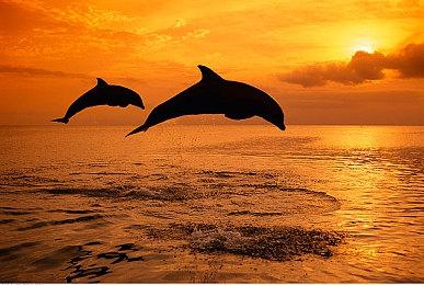 虚幻5引擎“针叶林”技术演示 画面过于逼真