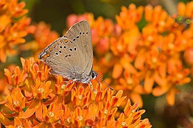 《FIFA 22》重新拿回意甲版权 新增印度超级联赛